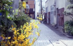 summicron1st_m6_02